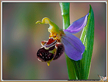 ophrys